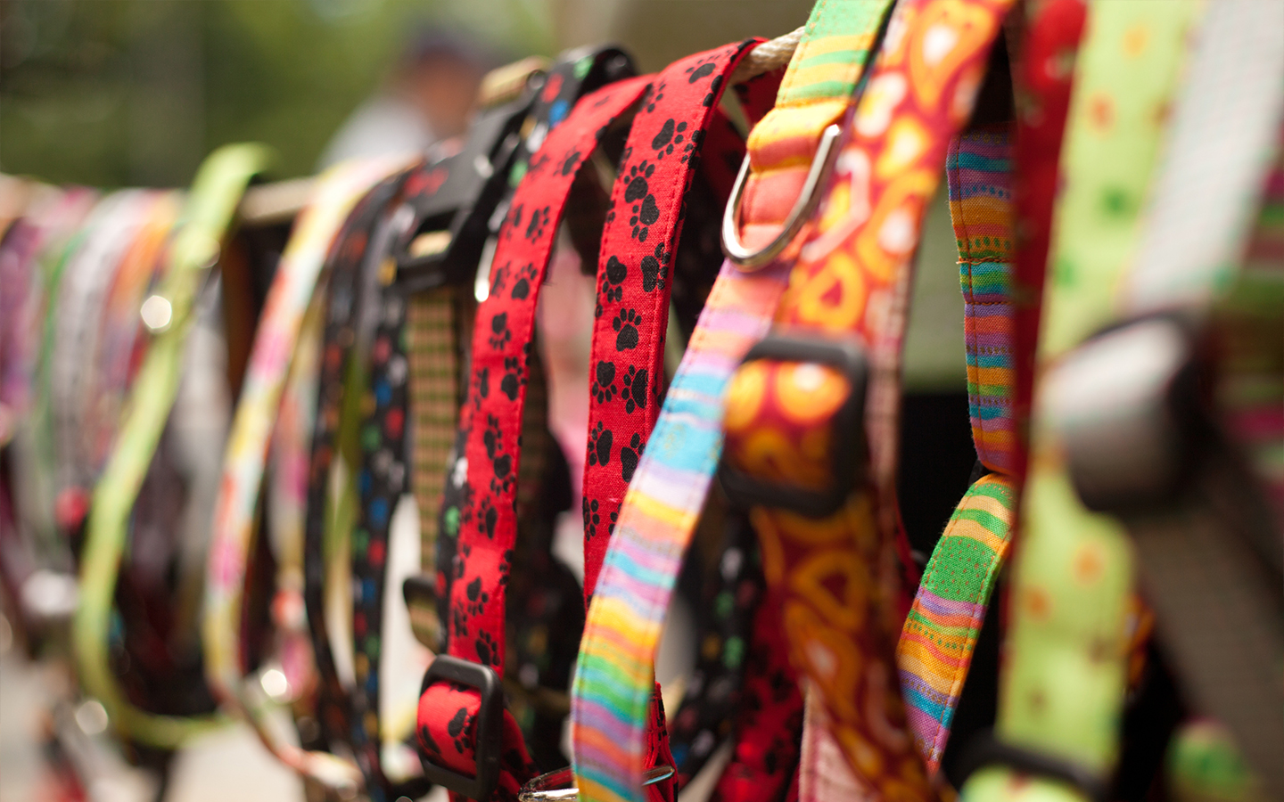 dog collar shop near me